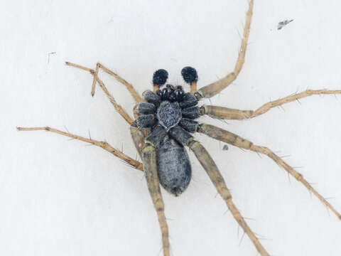 Image of Pardosa falcata Schenkel 1963