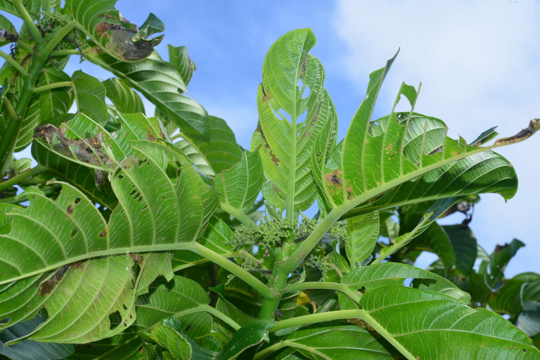 Imagem de Dendrocnide kotoensis (Hayata ex Yamam.) B. L. Shih & Yuen P. Yang