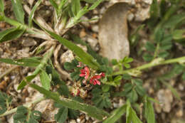 Plancia ëd Indigofera linnaei Ali