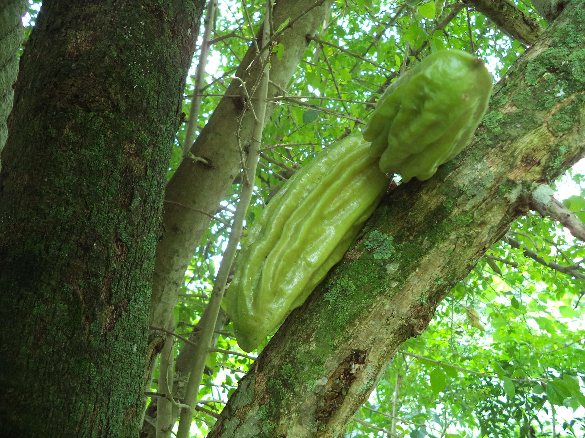 Image de Parmentiera aculeata (Kunth) L. O. Williams