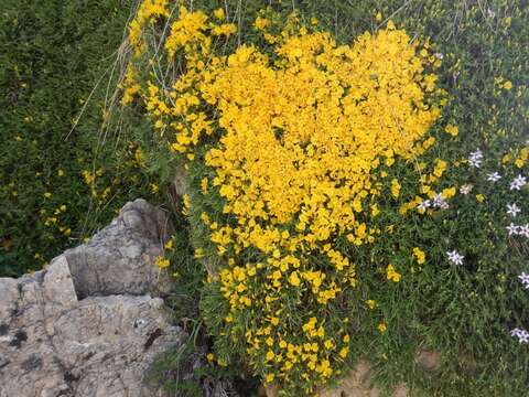 Image of Genista hystrix Lange