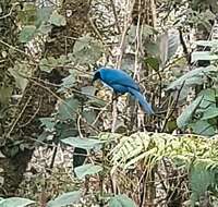 Image of Turquoise Jay