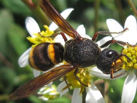 Image of Orancistrocerus