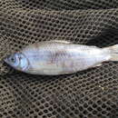 Image of Characin