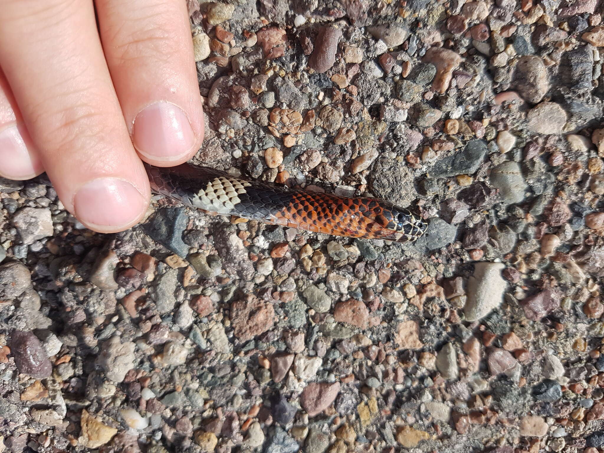 Image of Argentinian Coral Snake