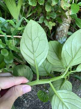 Image of Gynura elliptica Yabe & Hayata