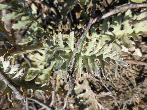 Image of Cynara algarbiensis Coss. ex Mariz