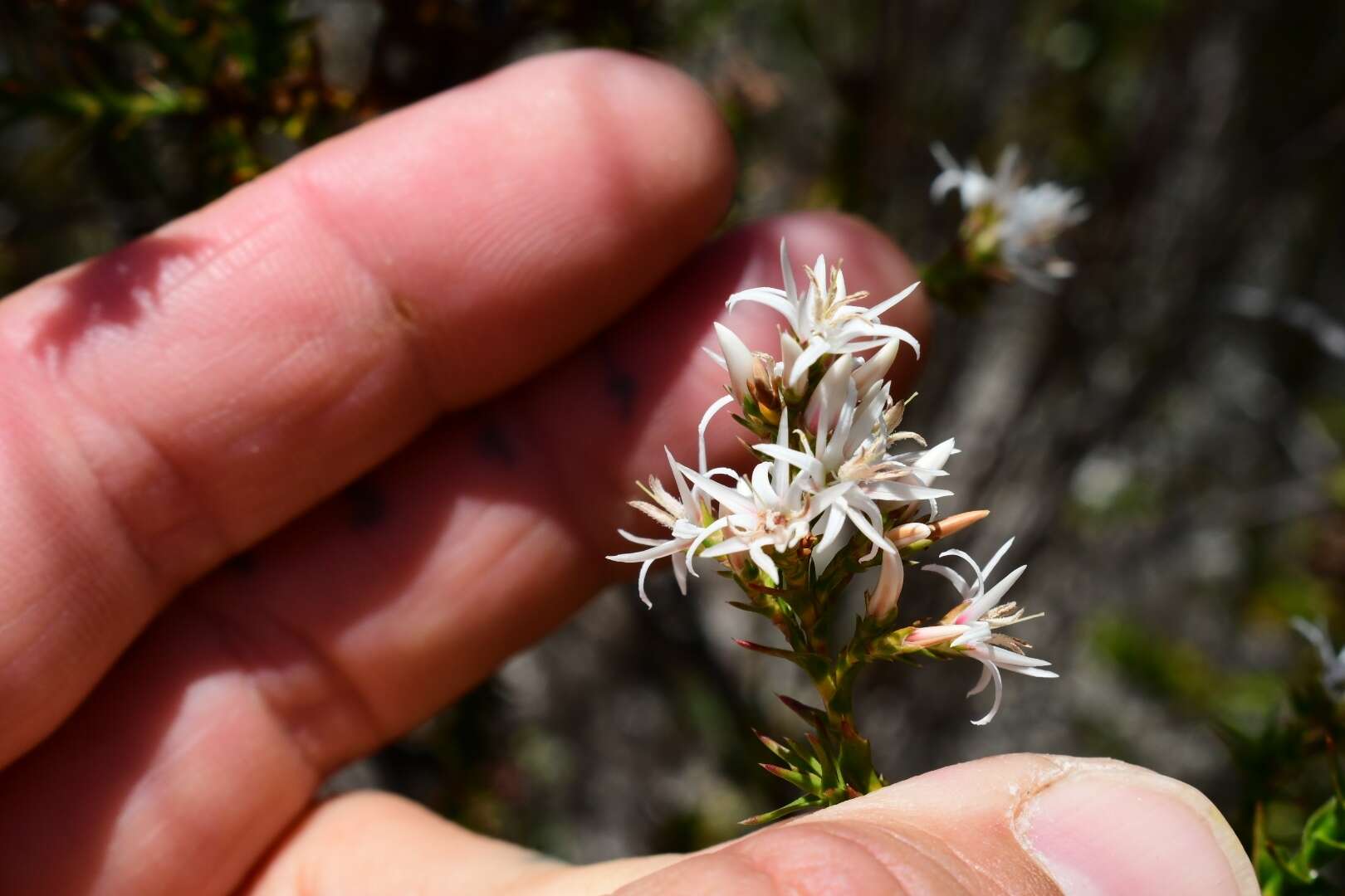 Image of Pink Swamp Heath