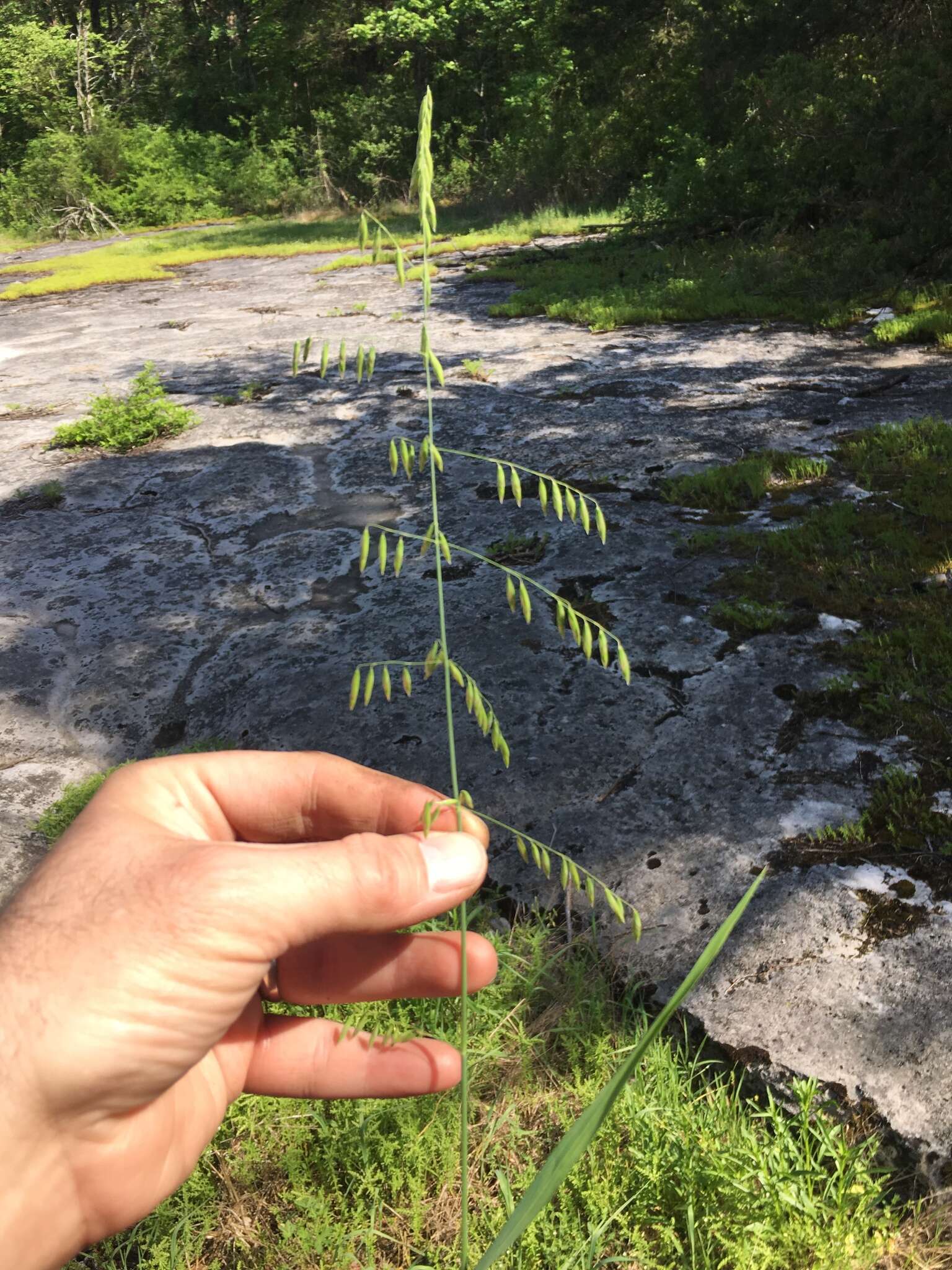 Image of threeflower melicgrass