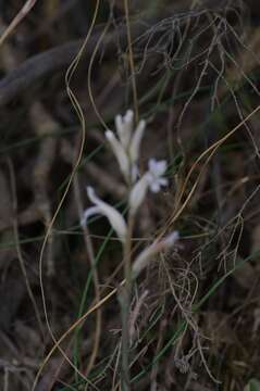 Image of Haworthia transiens (Poelln.) M. Hayashi