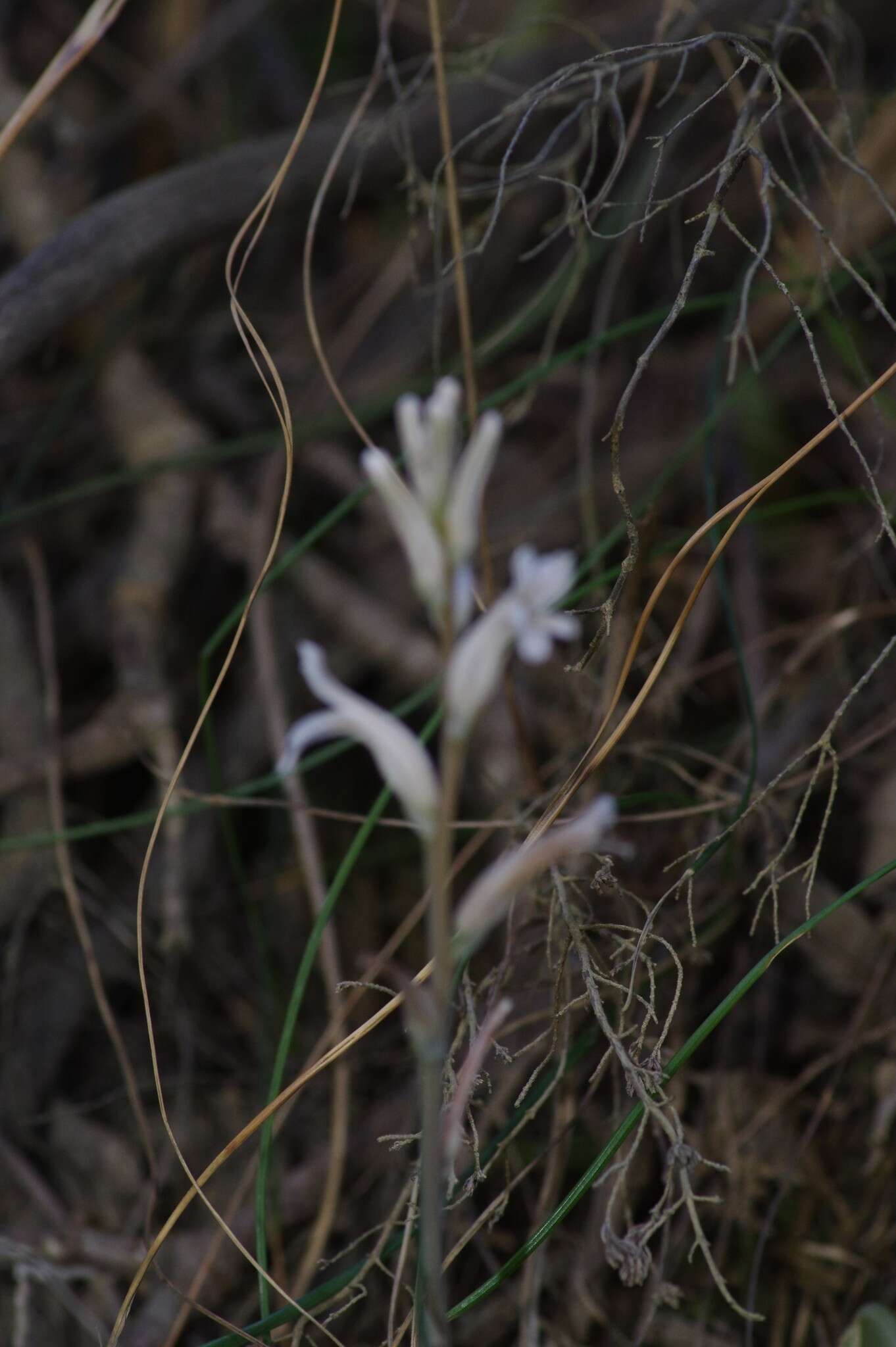 Haworthia transiens (Poelln.) M. Hayashi resmi