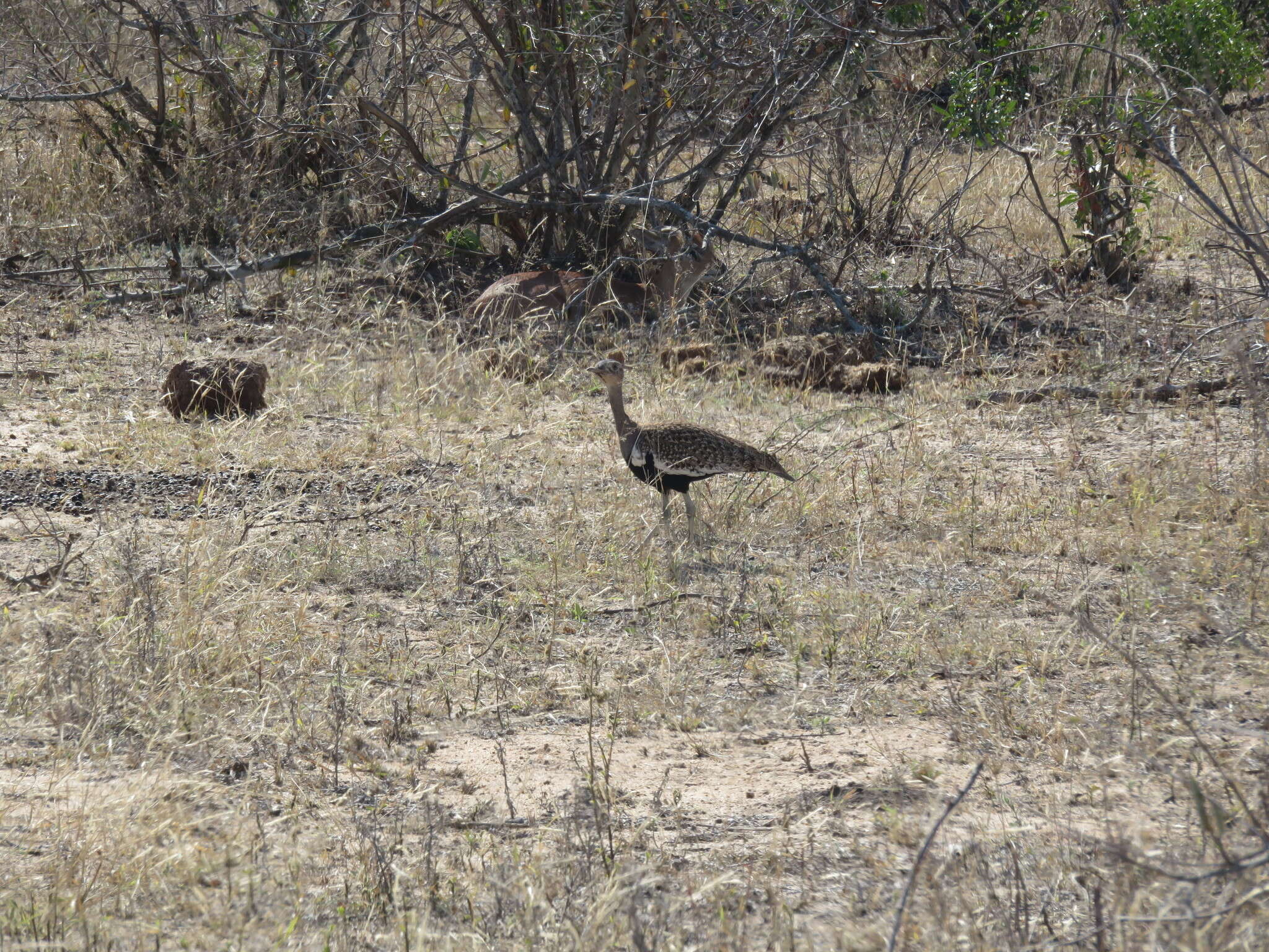 Imagem de <i>Eupodotis ruficrista</i>