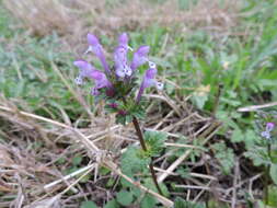 Image of common henbit