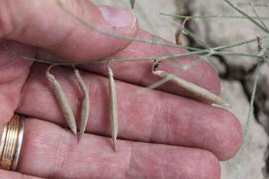 Imagem de Astragalus convallarius Greene