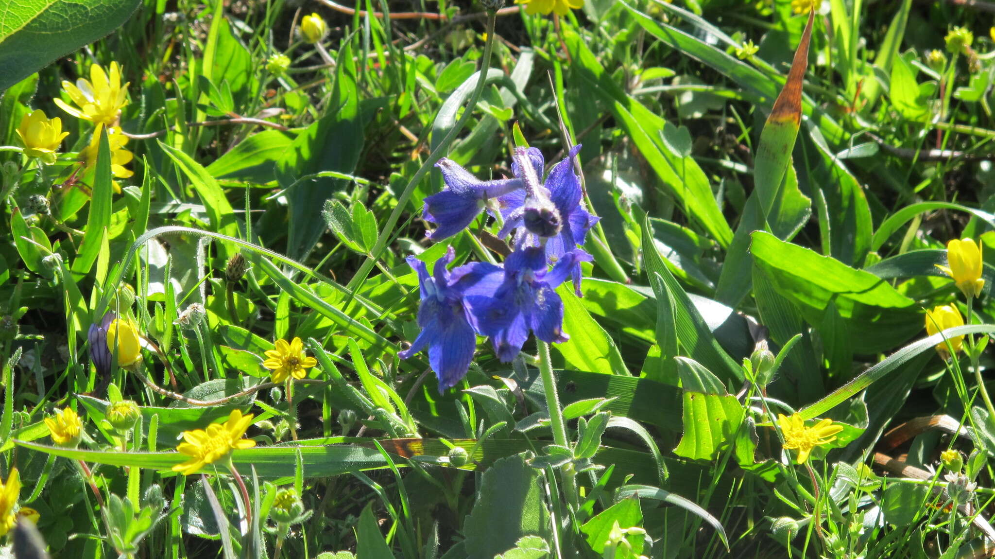 Plancia ëd Delphinium decorum Fisch. & Mey.