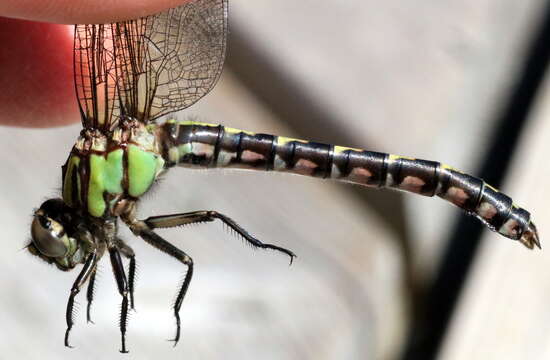 Image of Boreal Snaketail