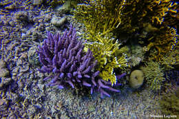 Image of Acropora hemprichii (Ehrenberg 1834)