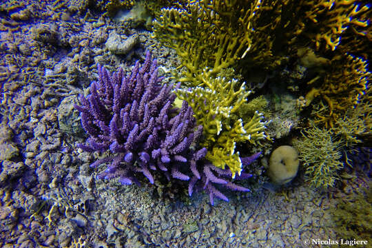 Image of Acropora hemprichii (Ehrenberg 1834)