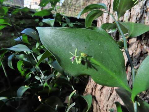 Image of Ruscus hypophyllum L.