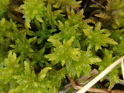 Image of slender cow-horn bog-moss