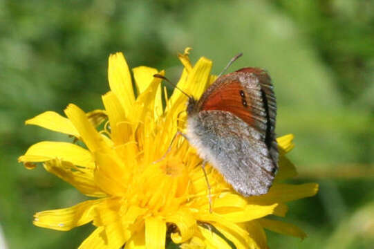 Image of De Lesse’s Brassy Ringlet