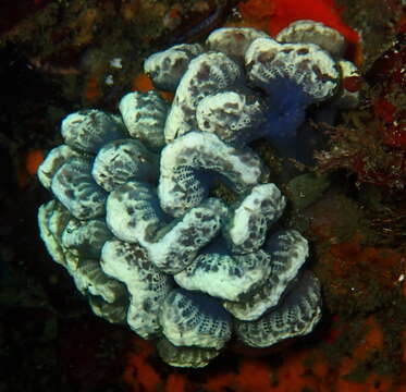 Image of Sycozoa arborescens Hartmeyer 1912