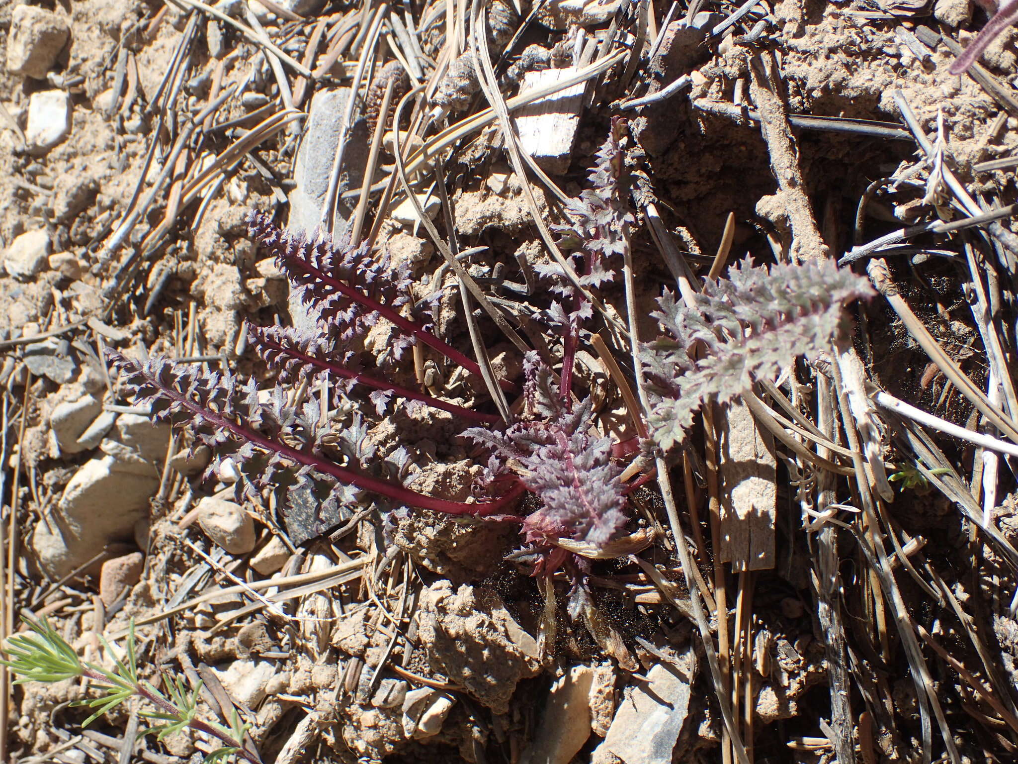 صورة Pedicularis semibarbata var. charlestonensis Pennell & Clokey