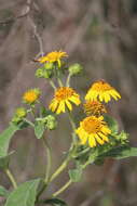 Image of Verbesina robinsonii (Klatt) Fern. ex B. L. Rob. & Greenm.