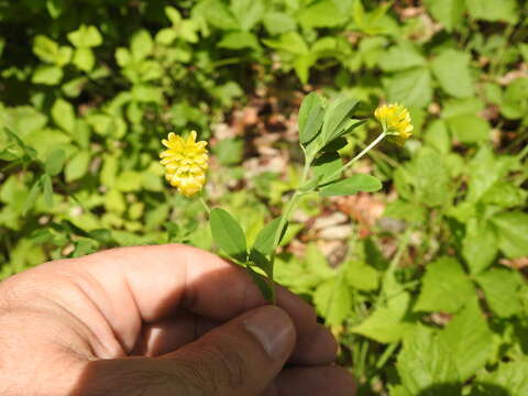 Image of golden clover