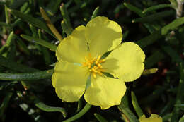 Image of Hibbertia huegelii (Endl.) F. Müll.