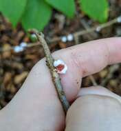 Image of Scale insect