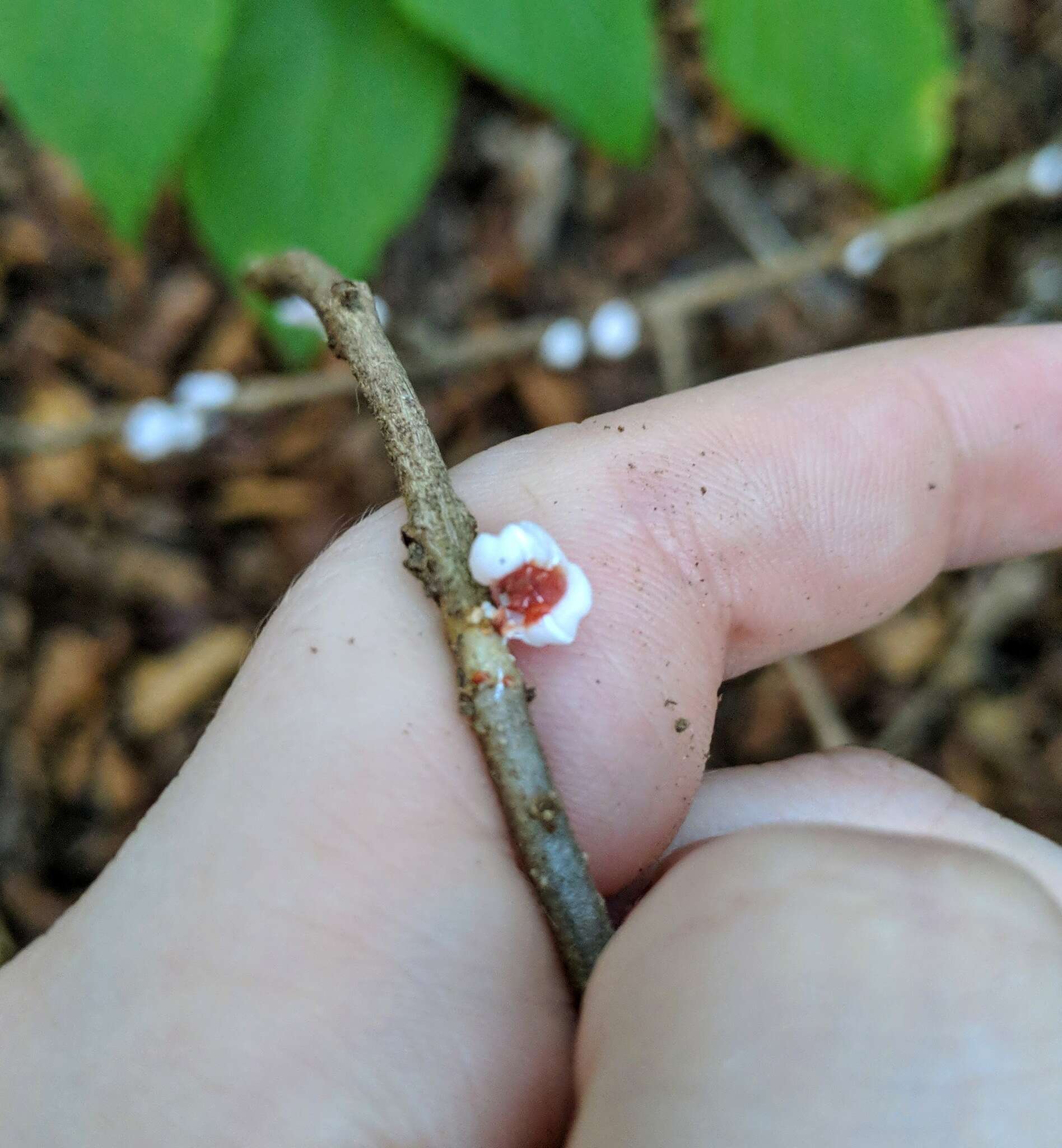 Image of Scale insect