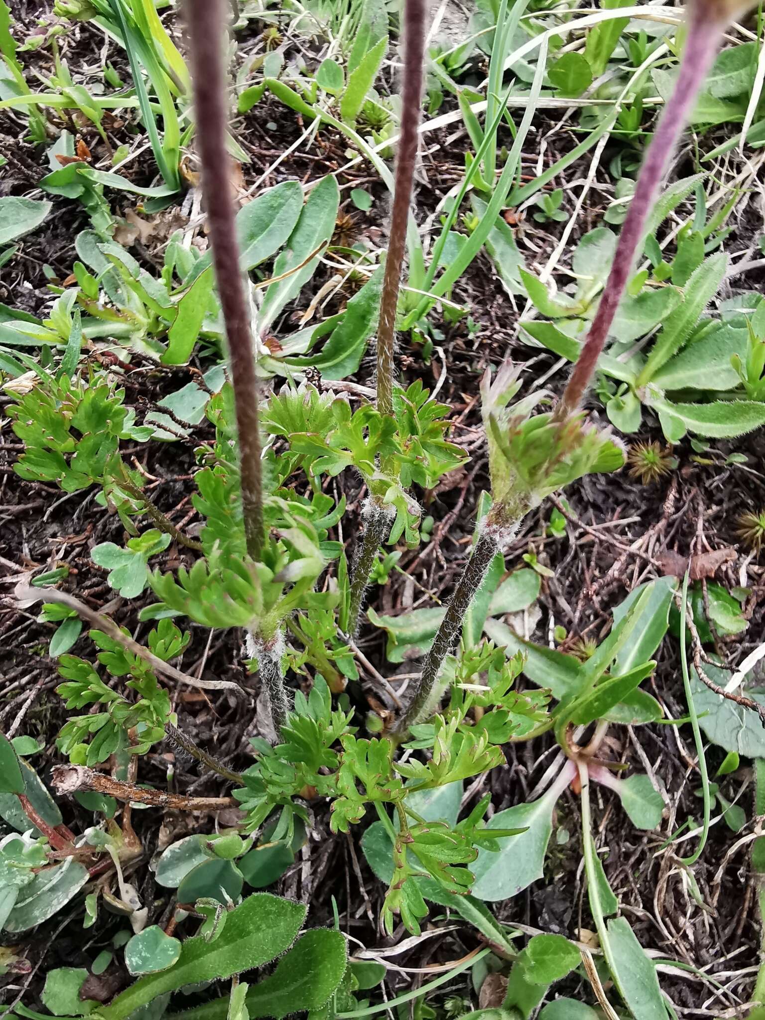 Image of Anemone baldensis subsp. baldensis