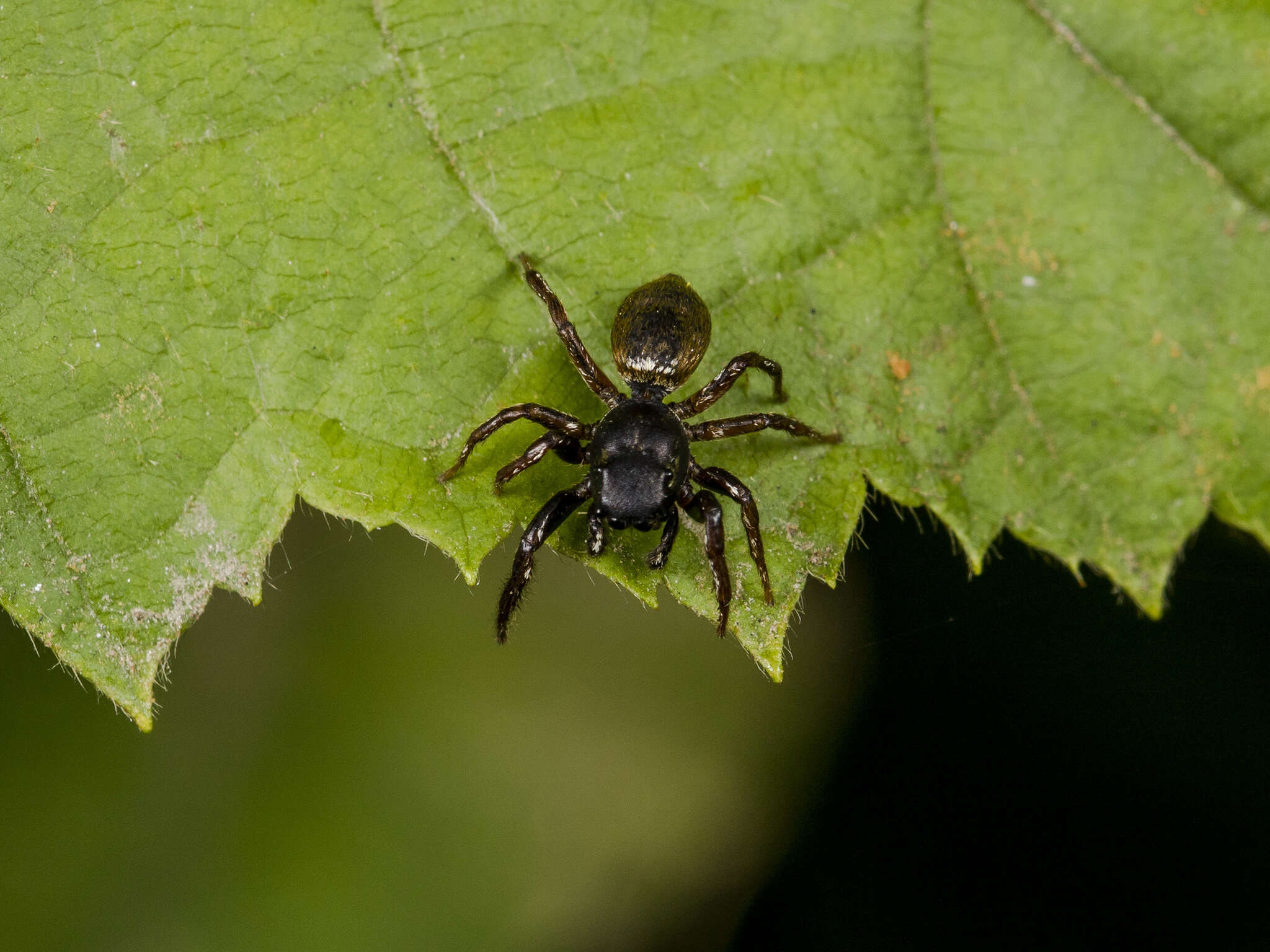 Image of Heliophanus auratus C. L. Koch 1835