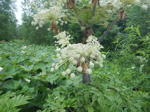 Image of Angelica ursina (Rupr.) Regel