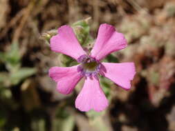 Image de Silene acutifolia Link ex Rohrb.