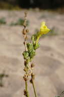 Image of Linaria sabulosa Czern. ex Klokov