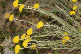 Achillea coarctata Poir.的圖片