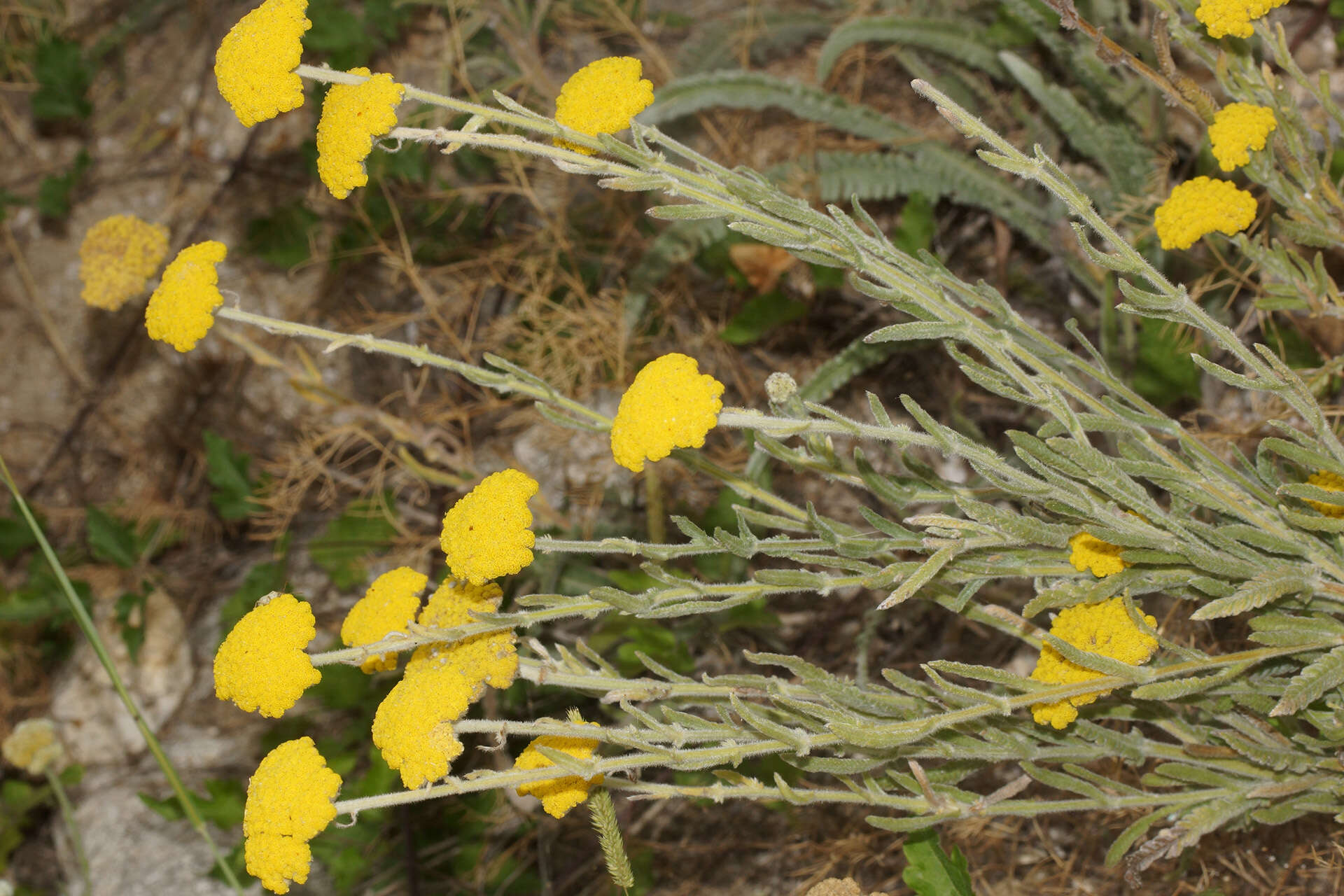 Achillea coarctata Poir.的圖片