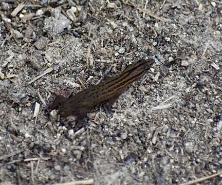 Image of Brown-speckled Sphaero