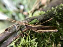 Image of Phaeoparia depressicornis (Bruner & L. 1907)