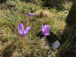 Crocus nudiflorus Sm. resmi