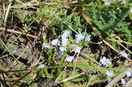 Image of Free-flowering Leschenaultia