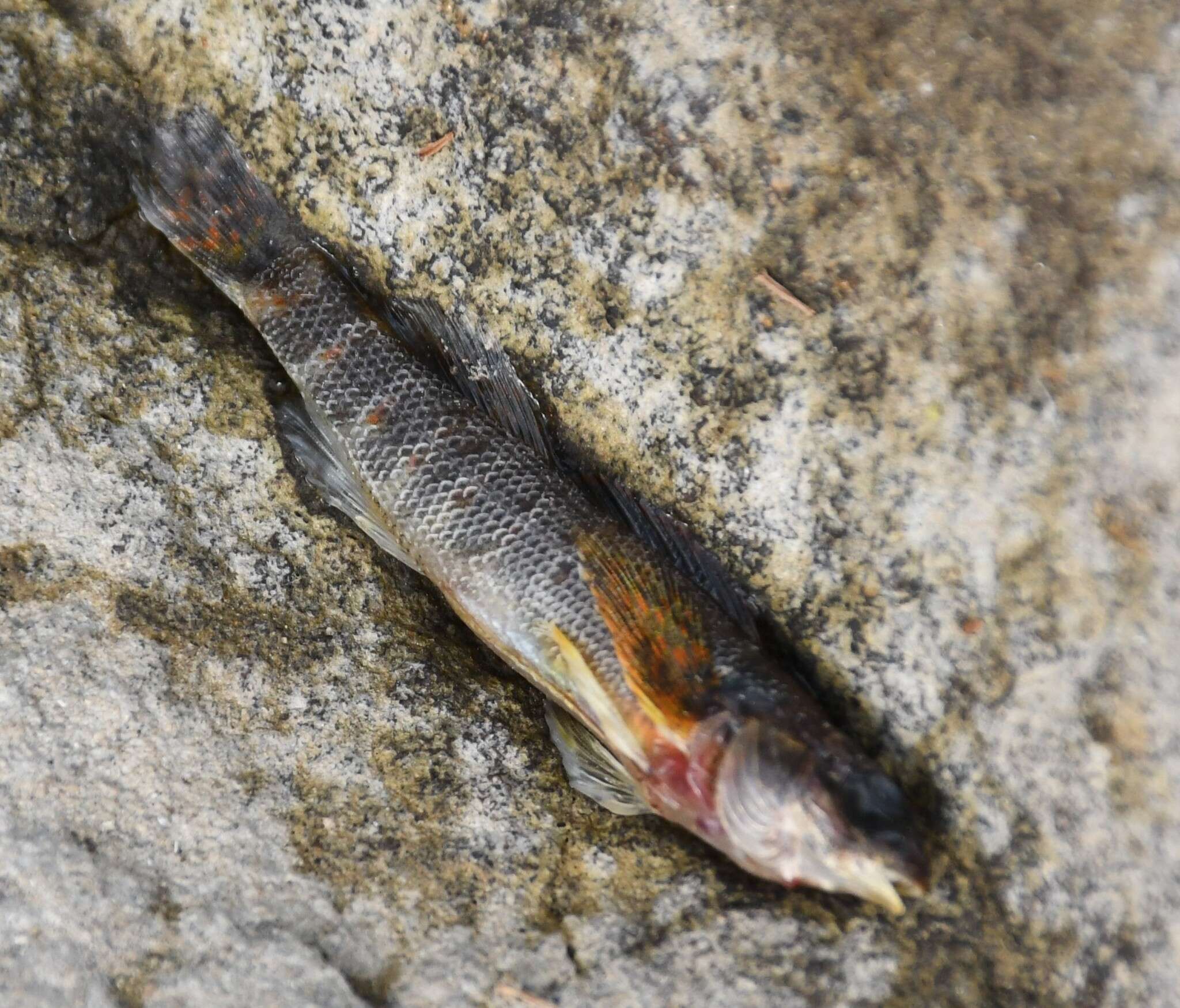 Plancia ëd Etheostoma variatum Kirtland 1840