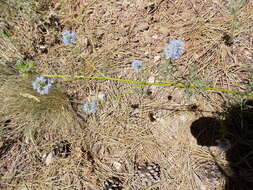 Image of bluehead gilia