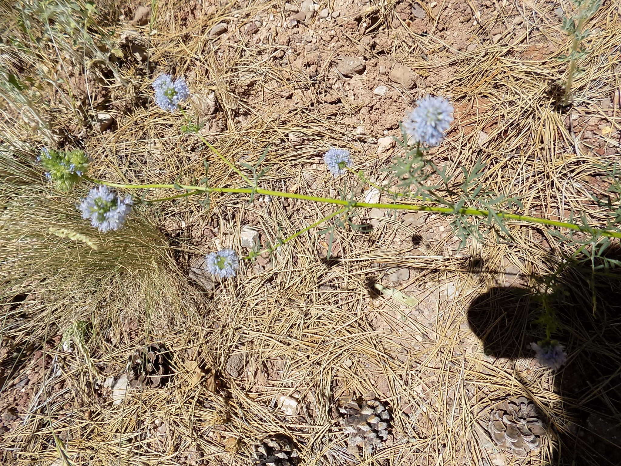 Image of bluehead gilia