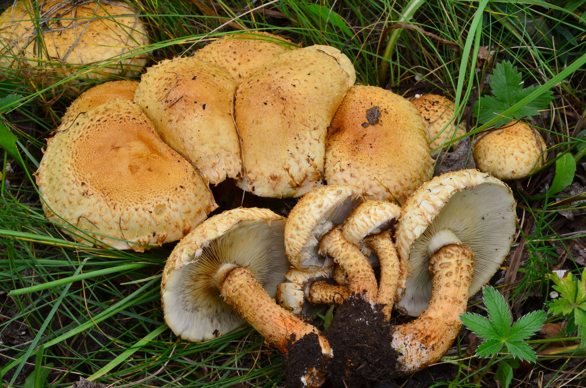 Pholiota squarrosa (Vahl) P. Kumm. 1871 resmi