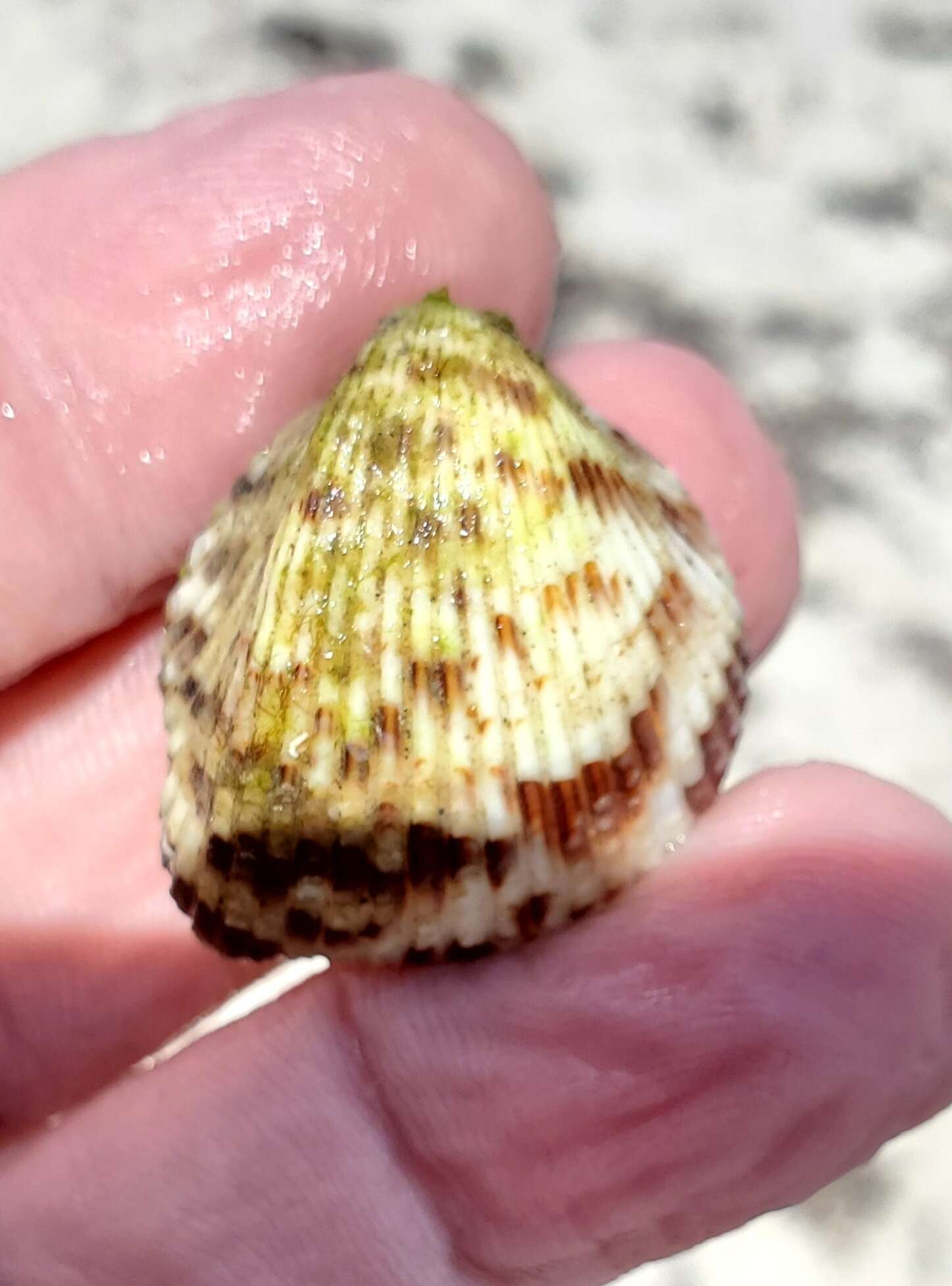 Image of Atlantic strawberry-cockle
