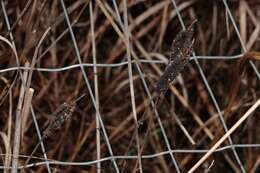 Image of leafy prairie clover