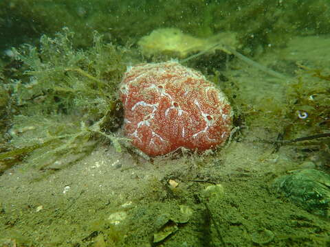 Image of Aplidium nordmanni (Milne Edwards 1841)